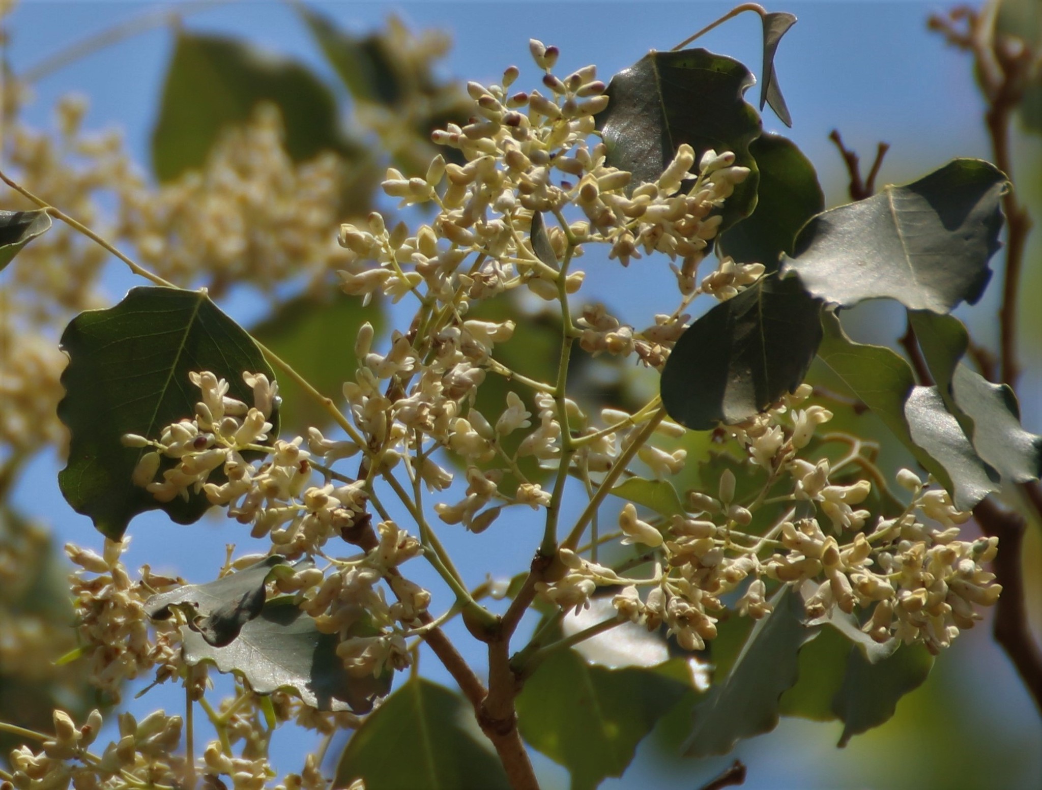 Dalbergia latifolia