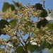 Dalbergia latifolia - Photo (c) Shiwalee Samant, μερικά δικαιώματα διατηρούνται (CC BY-NC)