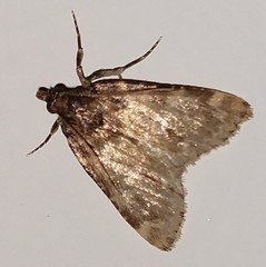 Aglossa pinguinalis