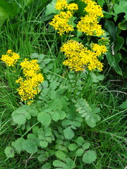 Packera sanguisorbae