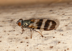Chaetopsis massyla