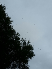 Phryganidia californica