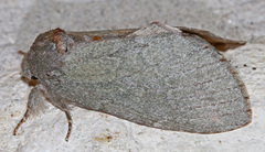 Misogada unicolor
