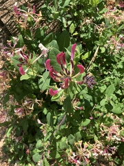 Lonicera sempervirens