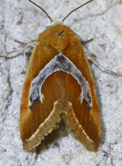 Ponometia venustula