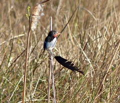 Alectrurus risora