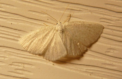 Cabera variolaria