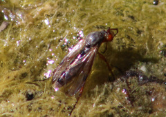 Bibionini