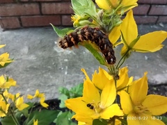 Lepidoptera