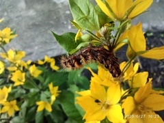 Lepidoptera