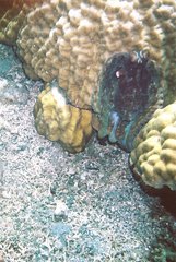Octopus cyanea image