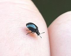 Plagiodera versicolora