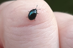 Plagiodera versicolora