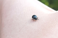 Plagiodera versicolora