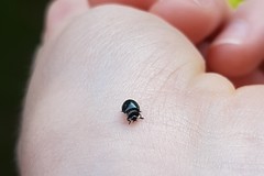 Plagiodera versicolora