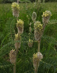 Astragalus alopecurus