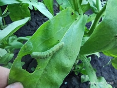 Insecta