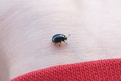 Plagiodera versicolora