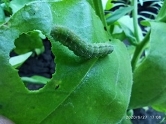 Insecta