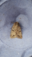 Apterogenum ypsillon