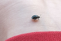 Plagiodera versicolora