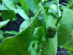 Insecta