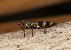 Chaetopsis massyla