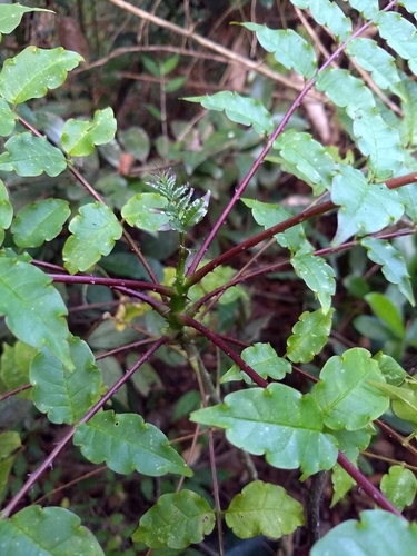 Image of Zanthoxylum rhetsa by (c) renjus box, some rights reserved (CC BY)