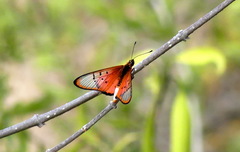Acraea braesia