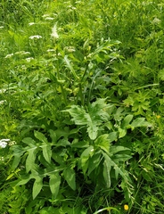 Cirsium oleraceum