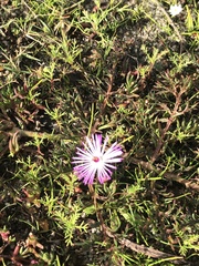 Lampranthus filicaulis