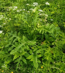 Cirsium oleraceum
