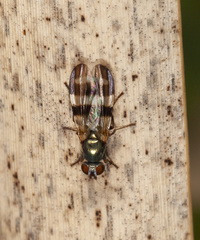 Chaetopsis massyla