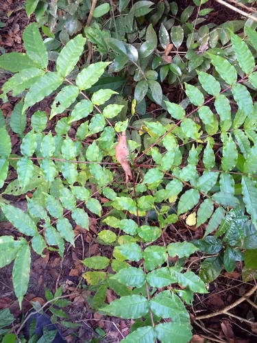 Image of Zanthoxylum rhetsa by (c) renjus box, some rights reserved (CC BY)