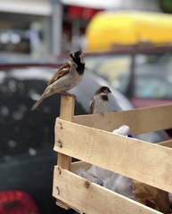 Passer domesticus
