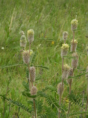 Astragalus alopecurus