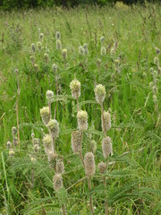 Astragalus alopecurus