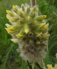 Astragalus alopecurus