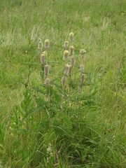 Astragalus alopecurus