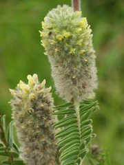 Astragalus alopecurus