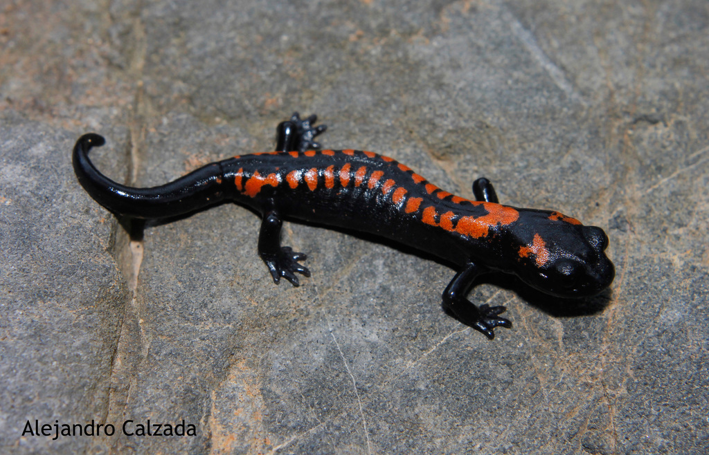 Bell's False Brook Salamander from Omiltemi, Gro., México on September