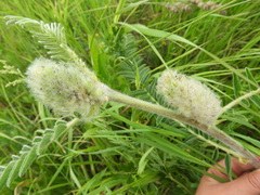 Astragalus alopecurus