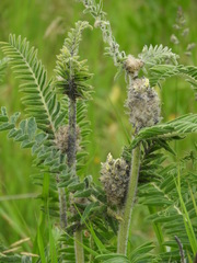 Astragalus alopecurus