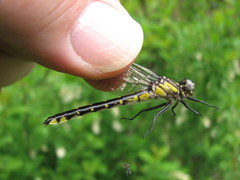 Hylogomphus abbreviatus