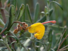 Grevillea chrysophaea