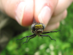 Hylogomphus abbreviatus