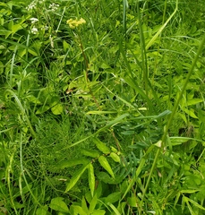 Filipendula ulmaria