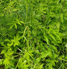 Filipendula ulmaria
