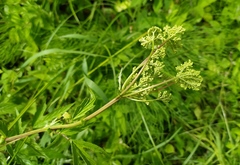 Filipendula ulmaria