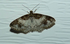 Hydrelia condensata